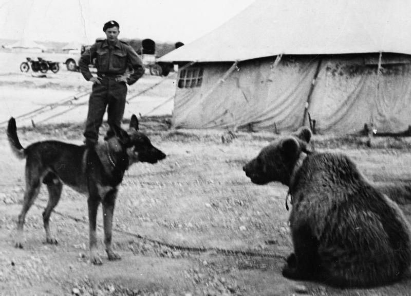 Wojtek, The Bear Who Fought In The Second World War!