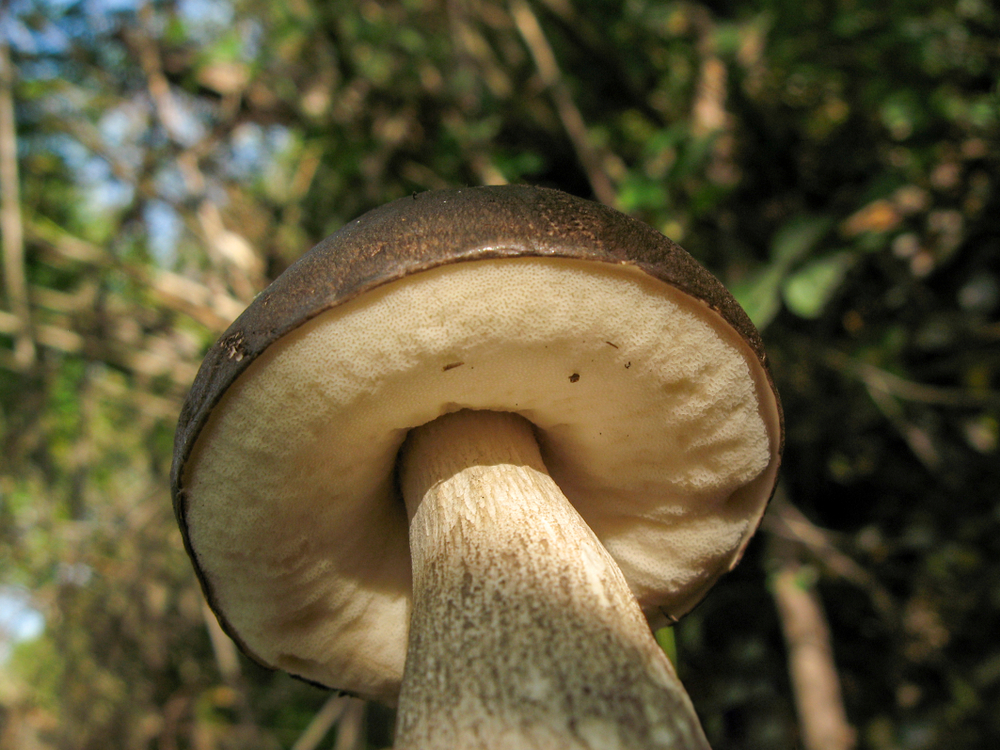 The biggest living thing in the world